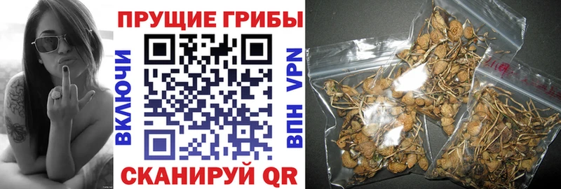 купить наркотики сайты  Донецк  Галлюциногенные грибы GOLDEN TEACHER 